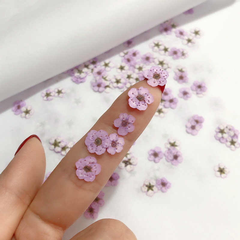 60 قطعة صغيرة ضغط المجففة نارس - مراجعة Resin Art Baby وسعره